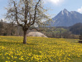Alpnach_26539 (1).jpg