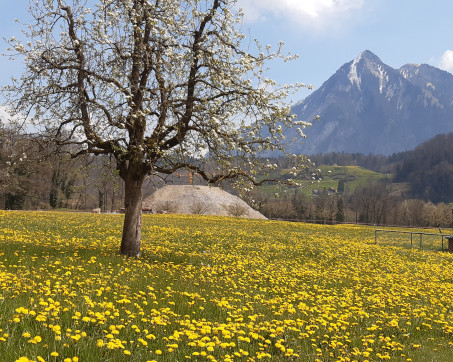Alpnach_26539 (1).jpg